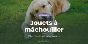 Golden retriever allongé sur une pelouse, un jouet dans la gueule