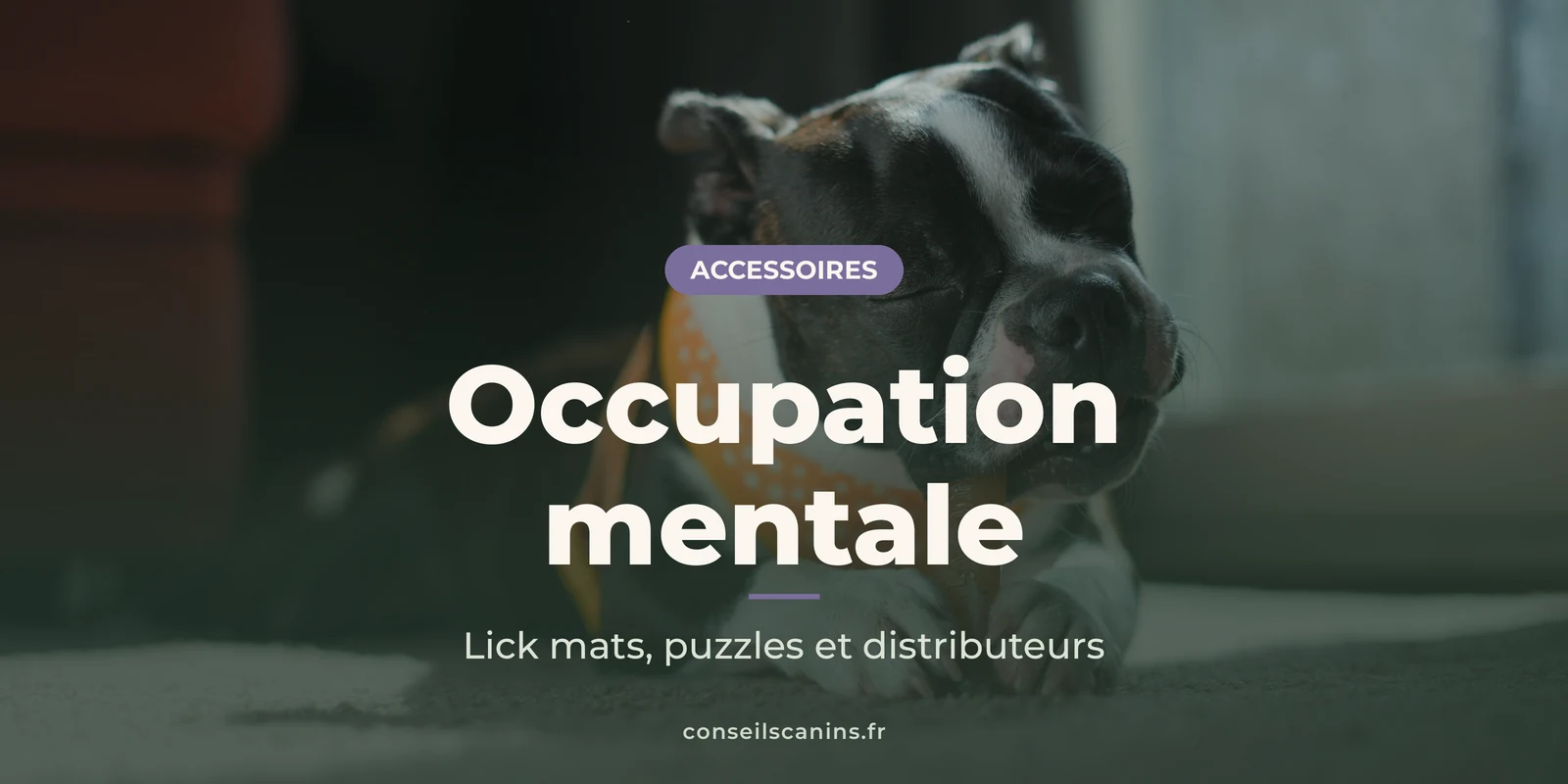 Chiot boston terrier noir et blanc qui mâchouille un jouet, couché à l’intérieur