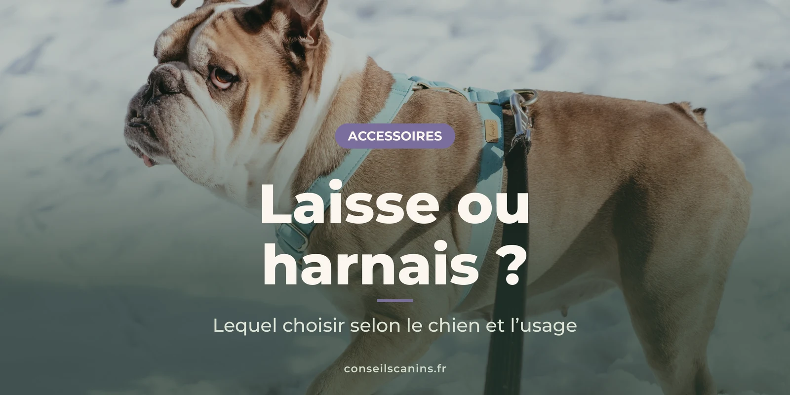 Bouledogue anglais en harnais, tenu en laisse lors d’une promenade dans la neige
