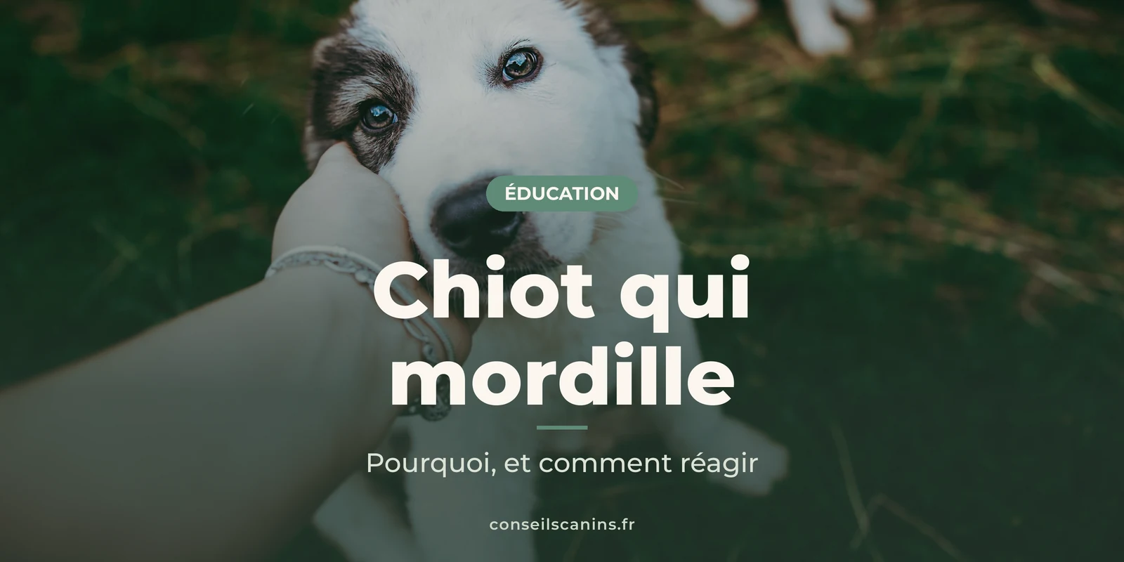 Chiot blanc et brun qui joue avec la main d’une personne, dans un jardin