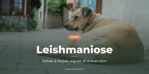 Chien beige couché sur les pavés d’une ruelle de village ensoleillée