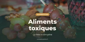 Raisins et fruits enrobés de chocolat, deux aliments toxiques pour le chien, sous le titre « Aliments toxiques »