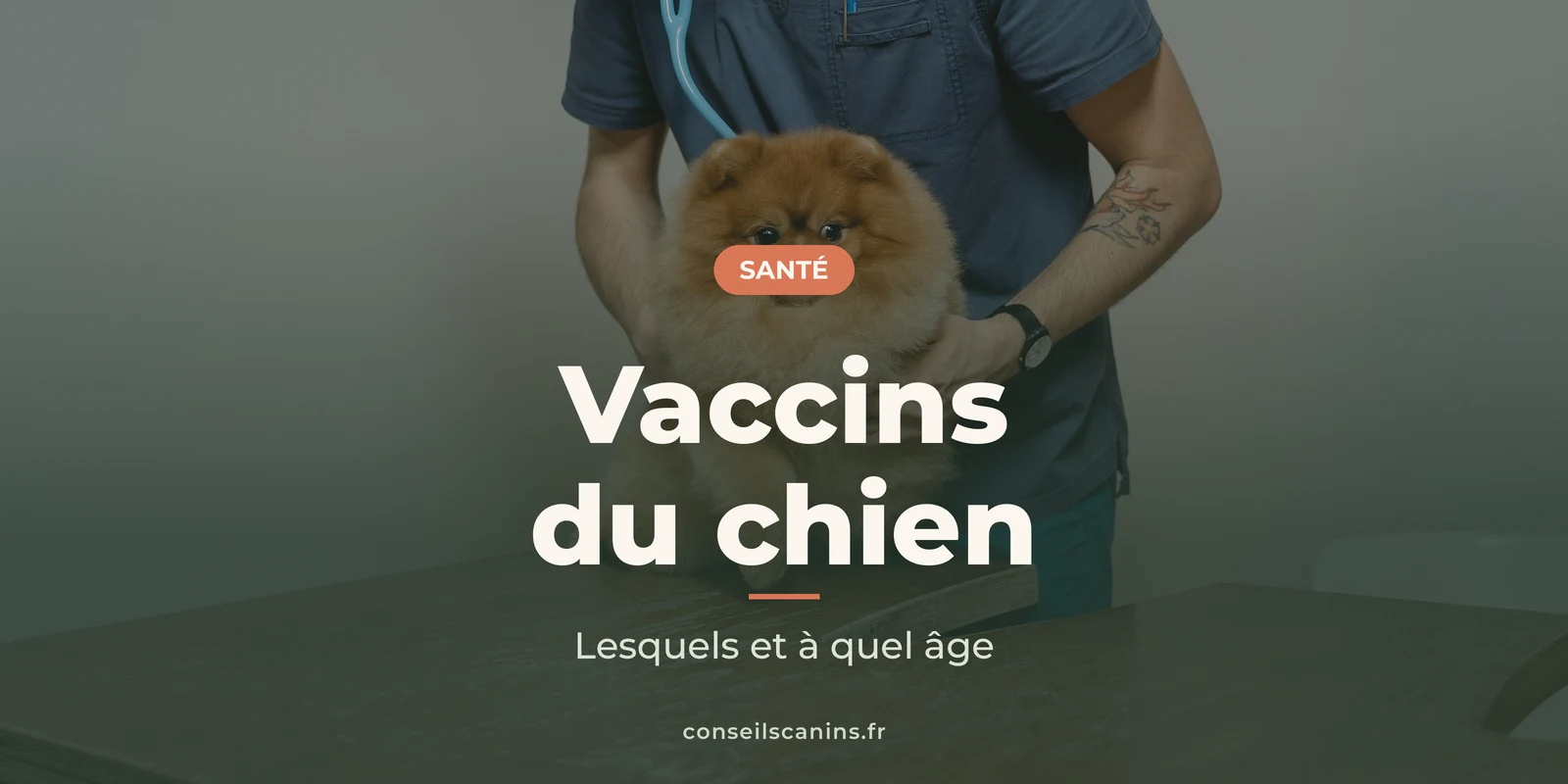 Vétérinaire avec un stéthoscope qui tient un loulou de Poméranie, sous le titre « Vaccins du chien »