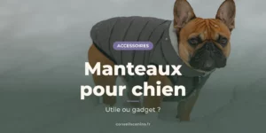 Bouledogue français fauve en doudoune grise, debout dans la neige