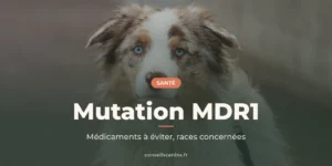 Berger australien bleu merle aux yeux clairs, en portrait