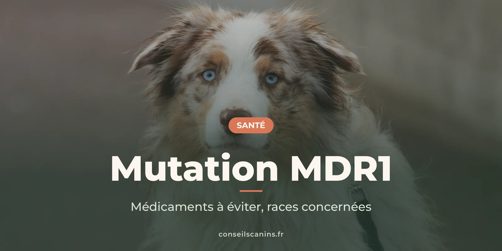 Berger australien bleu merle aux yeux clairs, en portrait