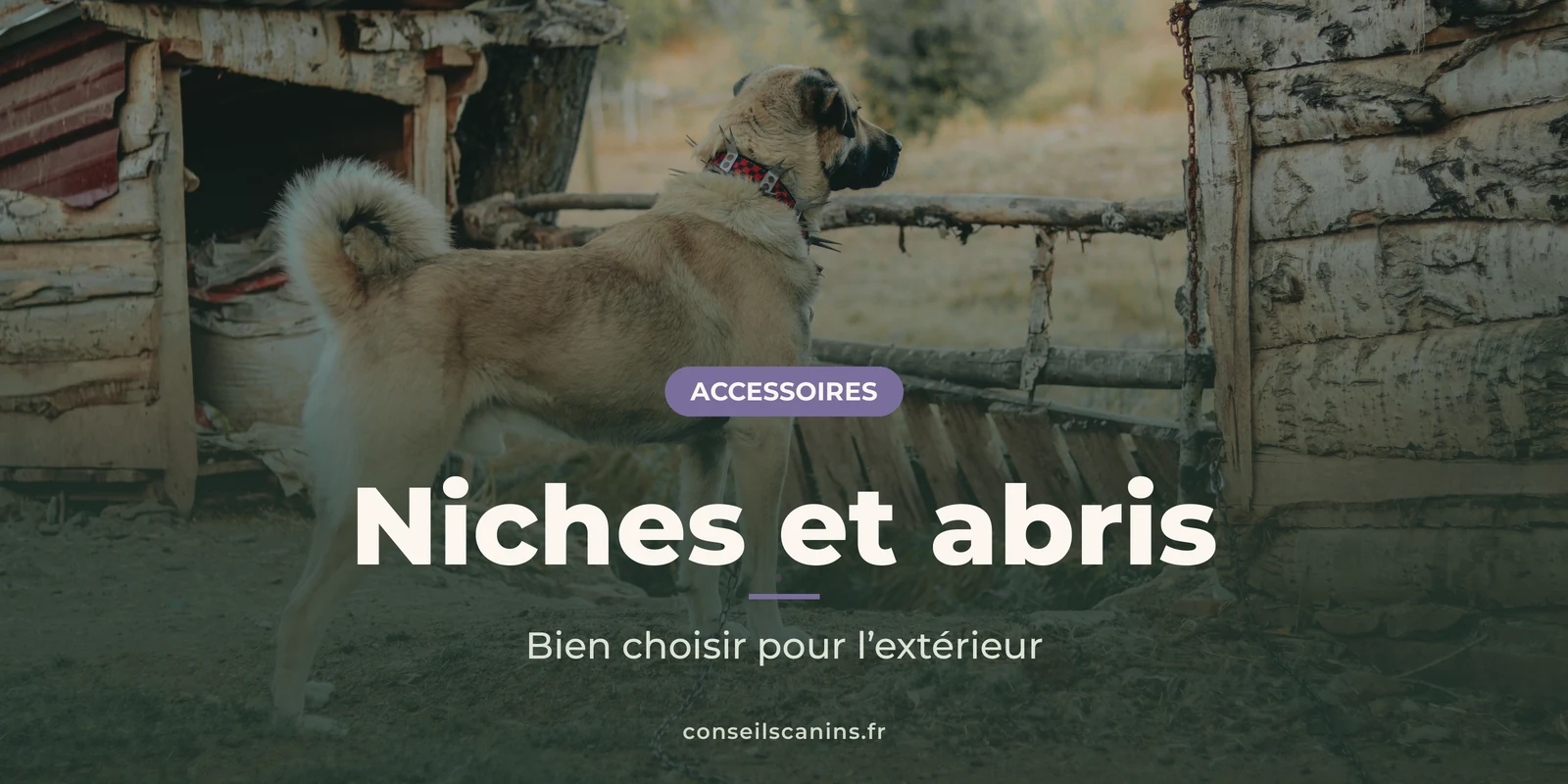 Berger kangal debout devant un abri en bois rustique, dans une cour