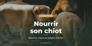 Chiots roux qui mangent ensemble, tête baissée