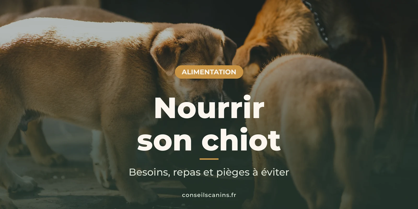Chiots roux qui mangent ensemble, tête baissée