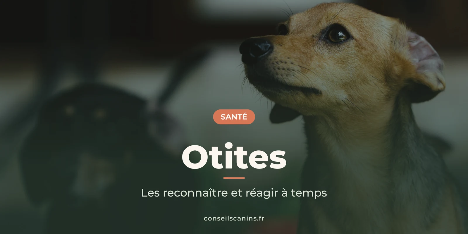 Chien beige aux grandes oreilles dressées, de profil, sur un fond sombre