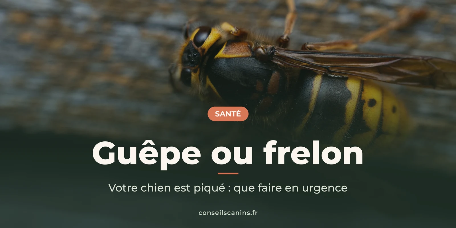 Frelon européen posé sur une planche, l'insecte dont la piqûre peut être grave pour un chien