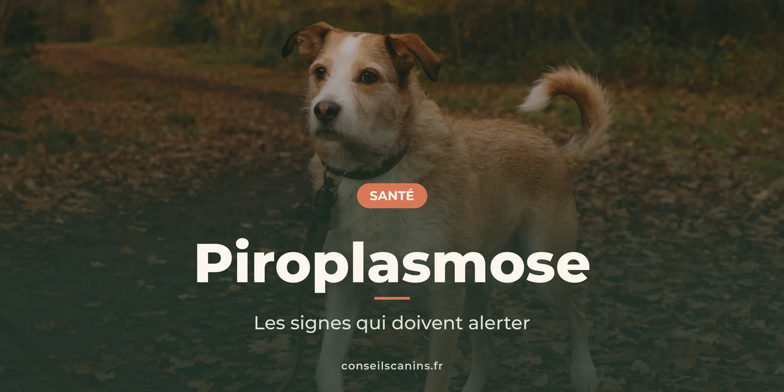 Chien roux et blanc en laisse sur un chemin forestier couvert de feuilles mortes