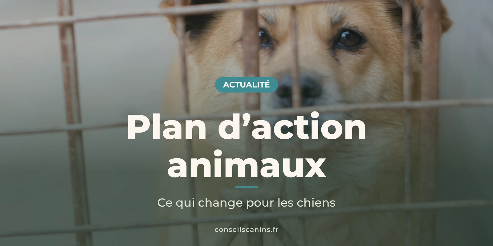 Chien au regard triste derrière les barreaux d'un refuge, concerné par le plan d'action pour les animaux