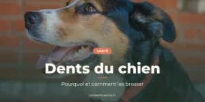 Chien tricolore qui montre ses dents, gueule ouverte, sous le titre « Dents du chien »