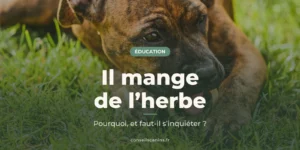 Chiot bringé couché dans l’herbe verte, la tête au ras du sol