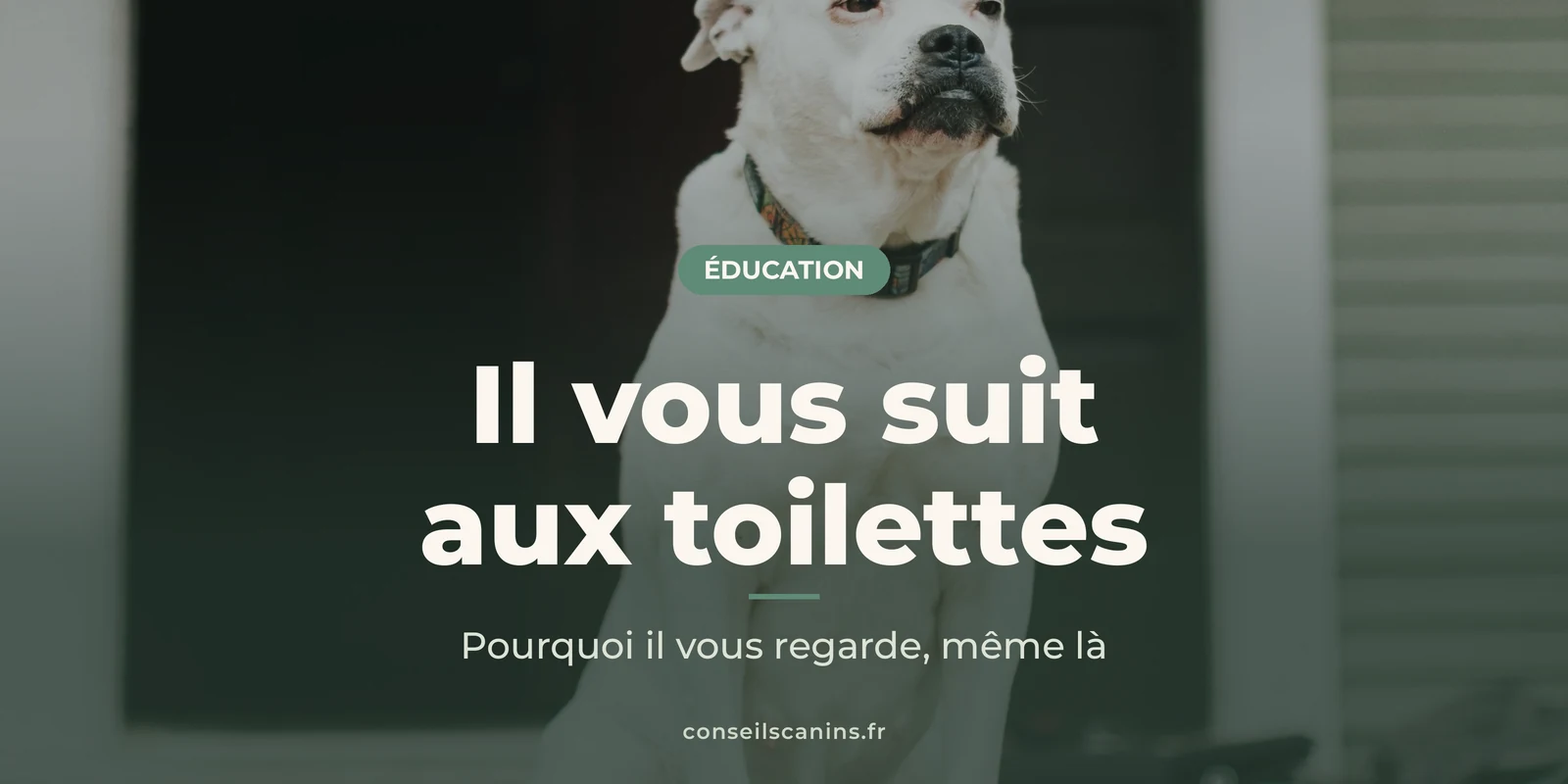 Chien blanc assis devant la porte d’une maison, qui regarde vers l’objectif