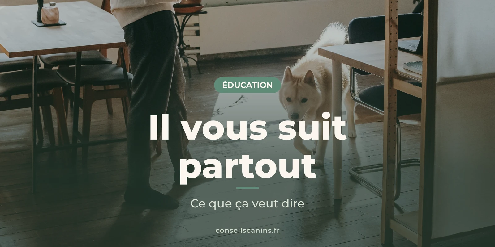 Chien clair qui suit son maître dans une pièce au parquet ensoleillé