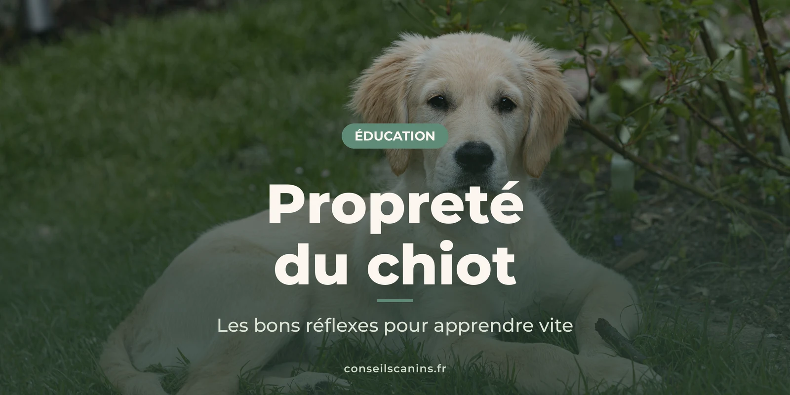 Chiot golden retriever couché dans l’herbe d’un jardin