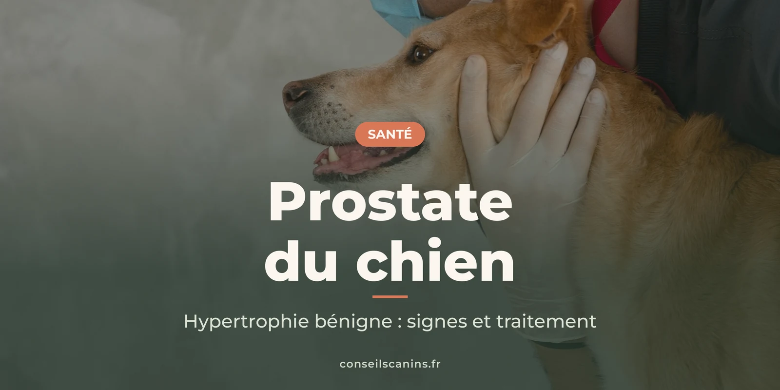 Chien roux tenu par un vétérinaire pendant une consultation, pour parler de la prostate du chien