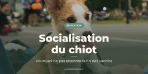 Chiot corgi assis au milieu de plusieurs personnes, sur un terrain en plein air