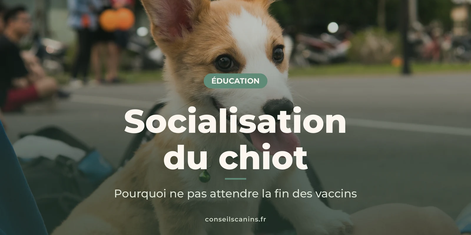 Chiot corgi assis au milieu de plusieurs personnes, sur un terrain en plein air