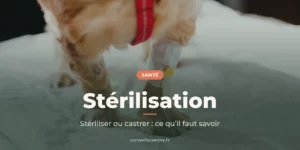 Petit chien sous perfusion à la clinique vétérinaire, sous le titre « Stérilisation »