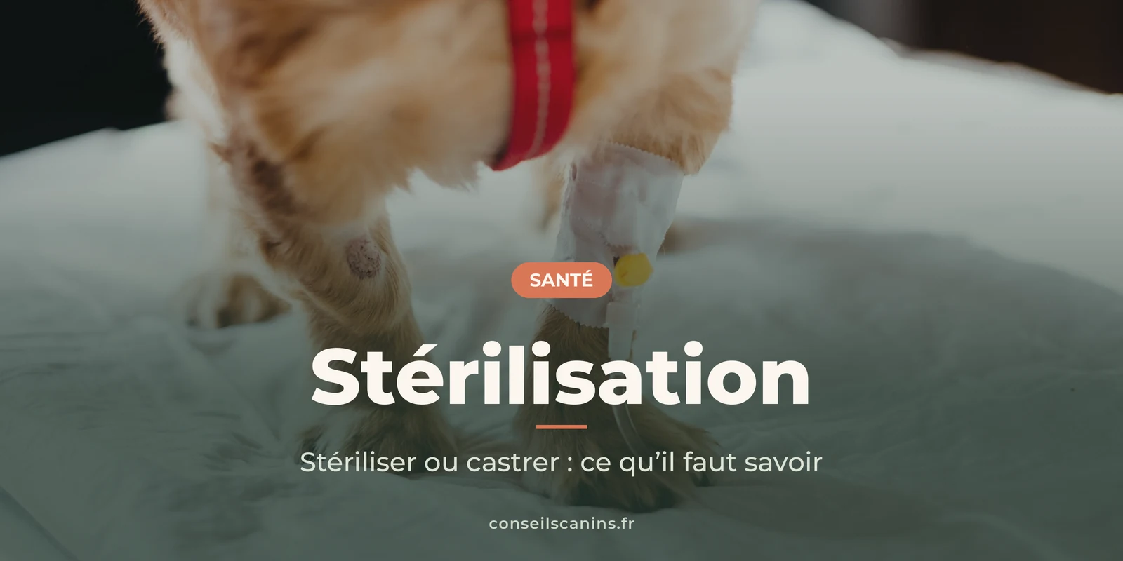 Petit chien sous perfusion à la clinique vétérinaire, sous le titre « Stérilisation »