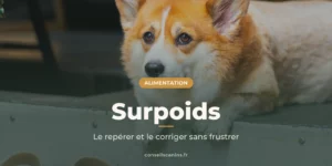 Corgi bien en chair couché sur une marche, sous le titre « Surpoids »
