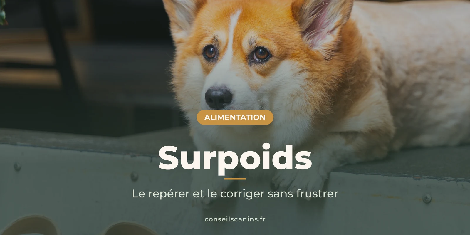Corgi bien en chair couché sur une marche, sous le titre « Surpoids »
