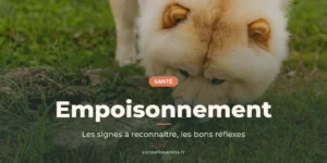 Chow-chow crème qui renifle le sol d’un pré, museau au ras de l’herbe