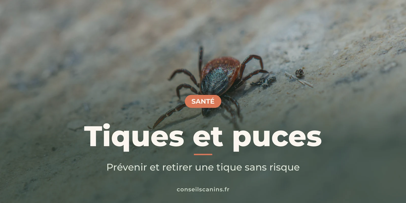 Tique en gros plan sur une surface claire, sous le titre « Tiques et puces »