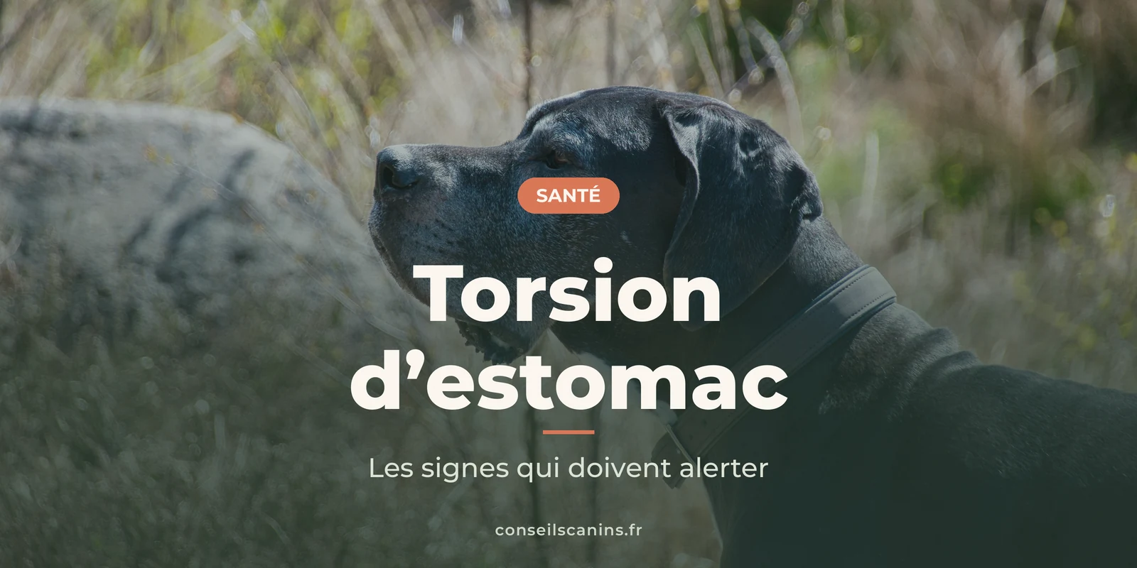Dogue allemand bleu de profil, dans un paysage de rochers et d’herbes