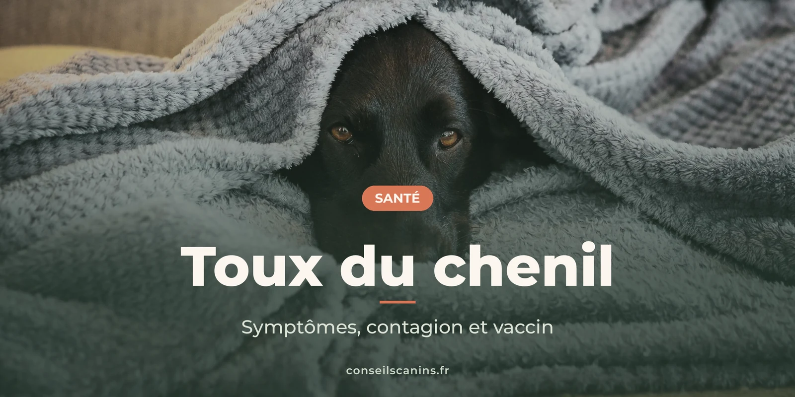 Chien noir malade blotti sous une couverture grise – toux du chenil