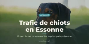 Jeune teckel noir et feu en extérieur, sous le titre « Trafic de chiots en Essonne »