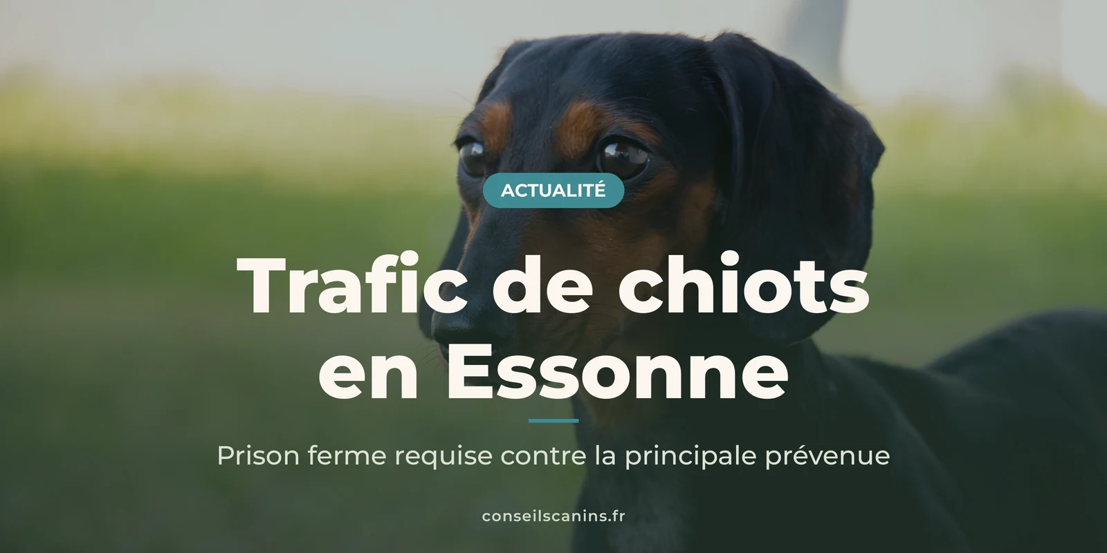 Jeune teckel noir et feu en extérieur, sous le titre « Trafic de chiots en Essonne »