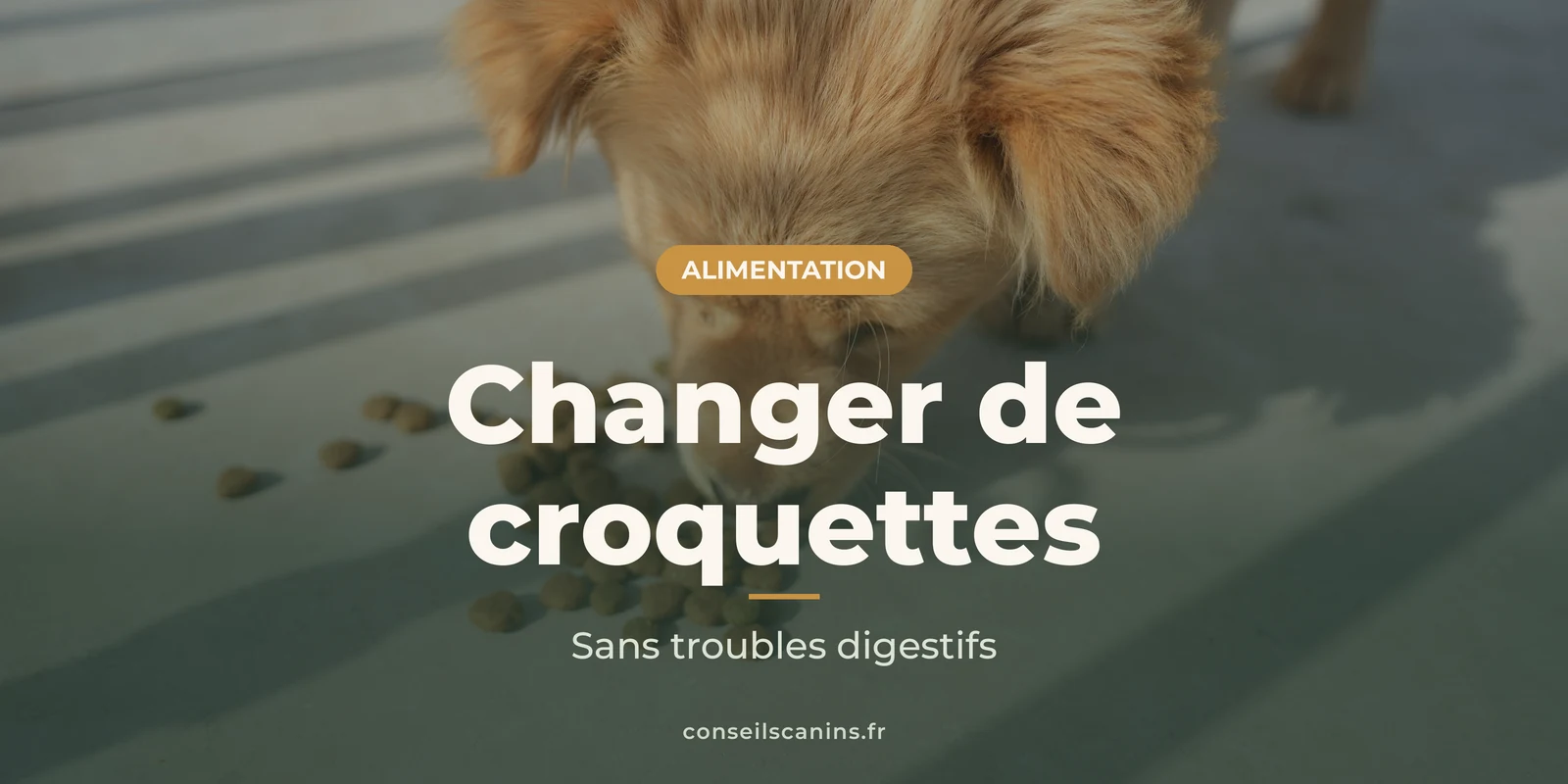 Chiot roux qui mange des croquettes éparpillées sur le sol, au soleil