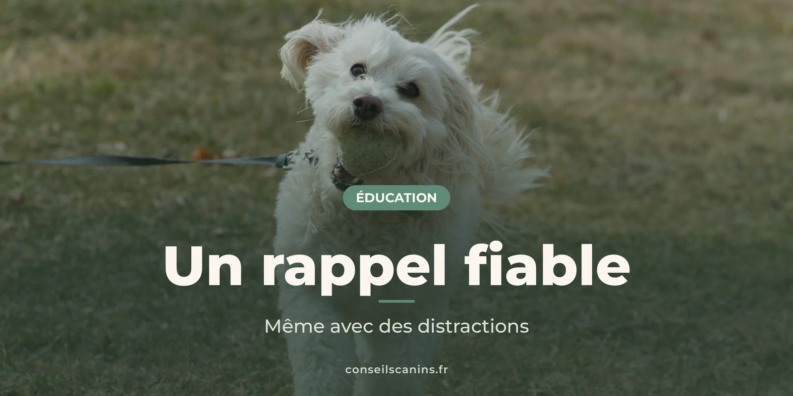 Petit chien blanc à poils longs qui court sur une pelouse, en laisse longue
