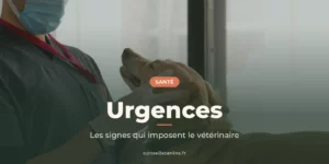 Vétérinaire tenant la tête d'un chien pendant un examen, sous le titre « Urgences »