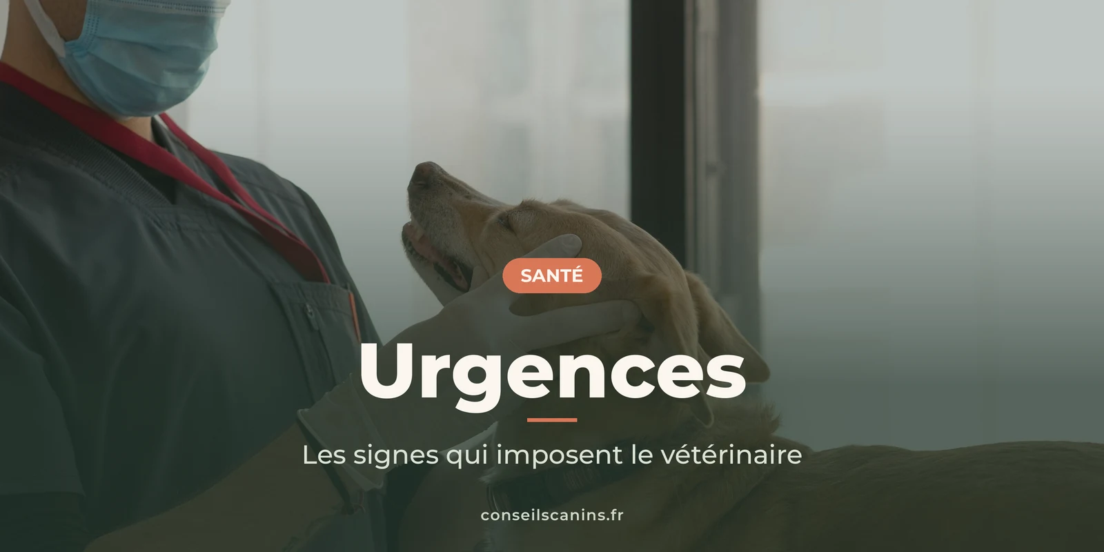 Vétérinaire tenant la tête d'un chien pendant un examen, sous le titre « Urgences »