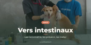 Chien examiné par un vétérinaire et une bénévole en clinique, sous le titre « Vers intestinaux »