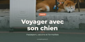 Shiba inu couché sur un muret, à côté d’une valise blanche, devant une terrasse en ville